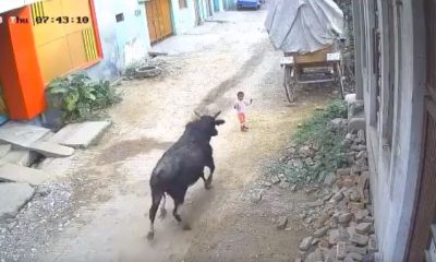 Bull attacks kid