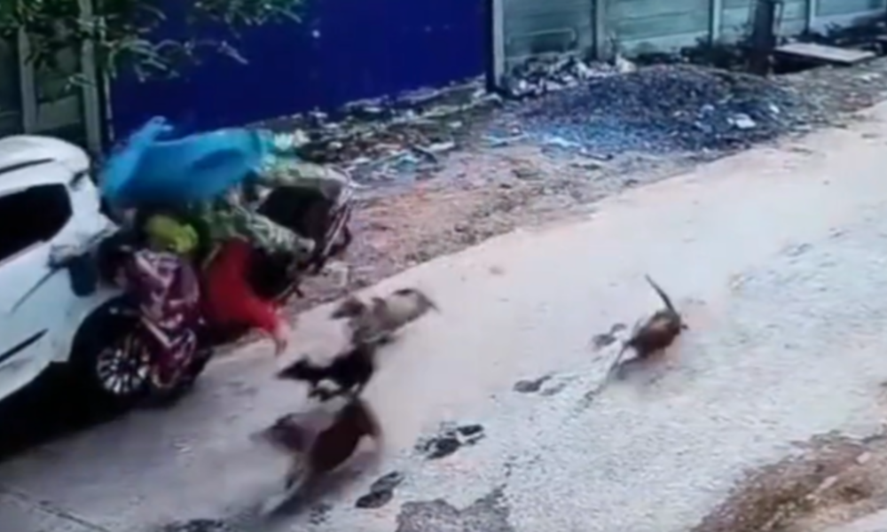 Dog chasing Scooter