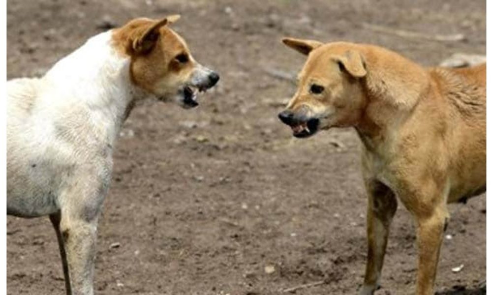Chhattisgarh: 5-year-old girl mauled to death by stray dogs