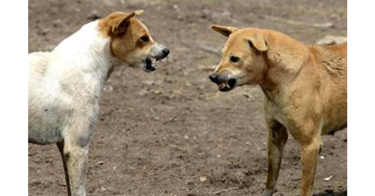 Chhattisgarh: 5-year-old girl mauled to death by stray dogs