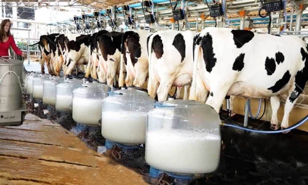 PETA compares consuming cow milk to neighbour’s breast milk, draws criticism  