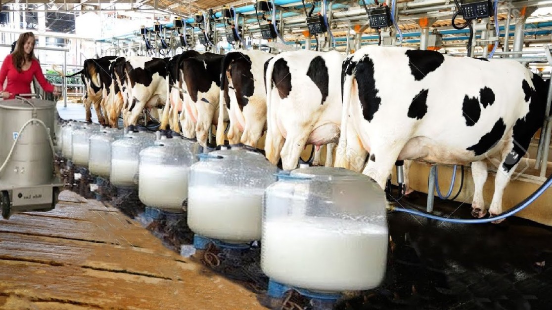 PETA compares consuming cow milk to neighbour’s breast milk, draws criticism  