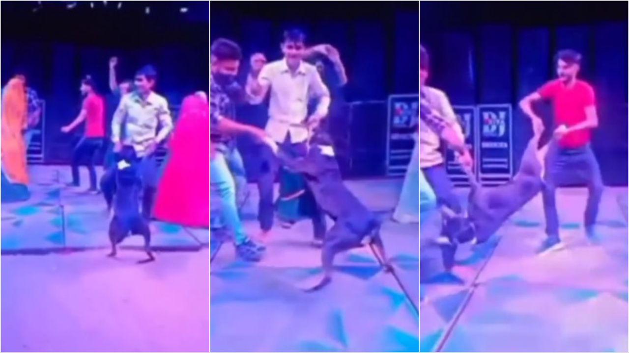 Rajasthan Dog Cruelty