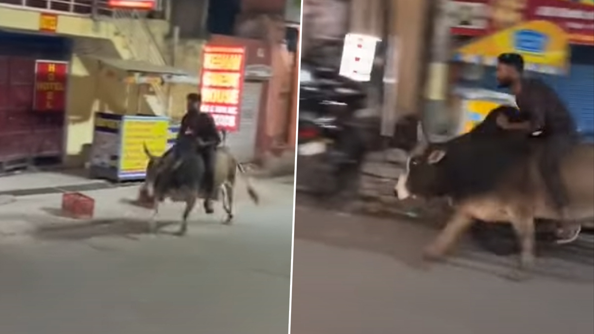 Drunk Man Rides Bull