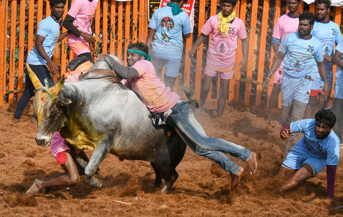 Supreme Court upholds law allowing Jallikattu bull race