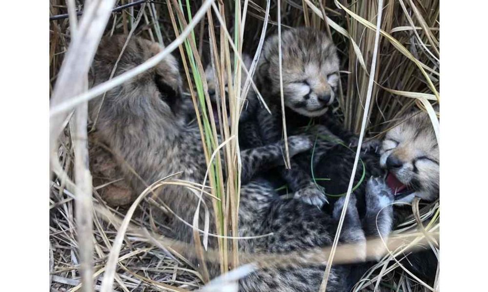 2 more cheetah cubs die in Kuno National Park, forest officials say heat the killer