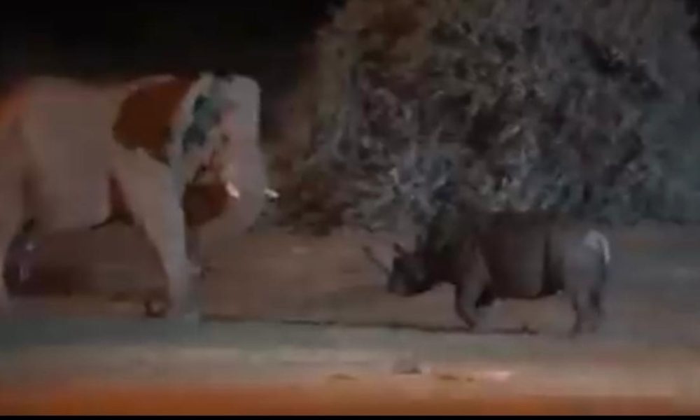 Elephant rhino viral video