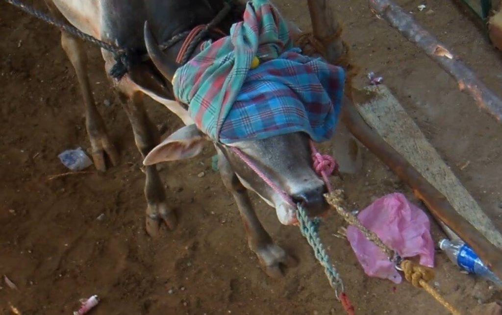 Bull tortured to death