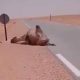 Camel about to die