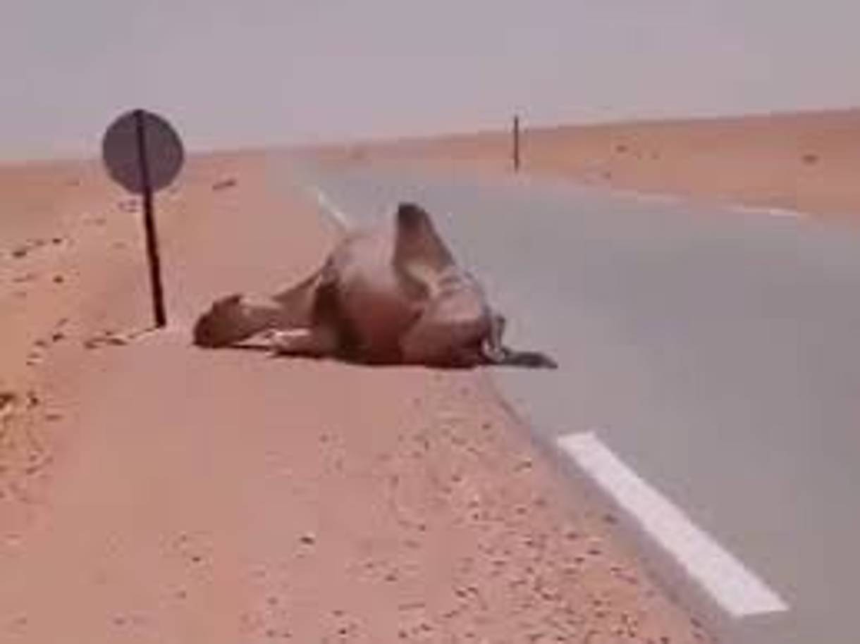 Camel about to die
