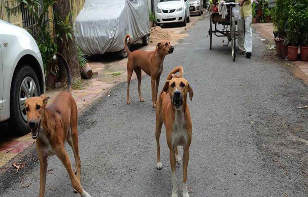 9-year-old girl mauled by stray dogs