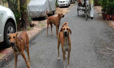9-year-old girl mauled by stray dogs