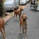 9-year-old girl mauled by stray dogs