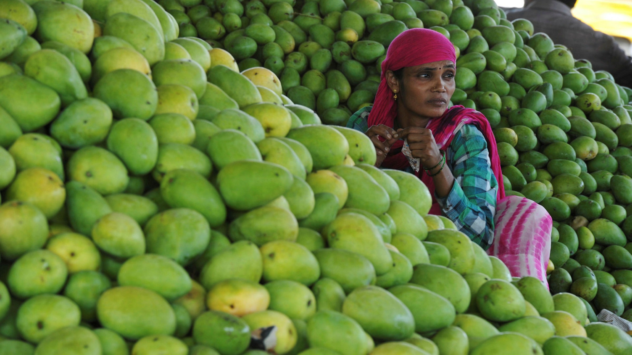 Gujarat mangoes