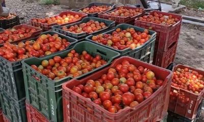 Tomato prices touch the roof, cross Rs 120 per kg in Delhi, Noida