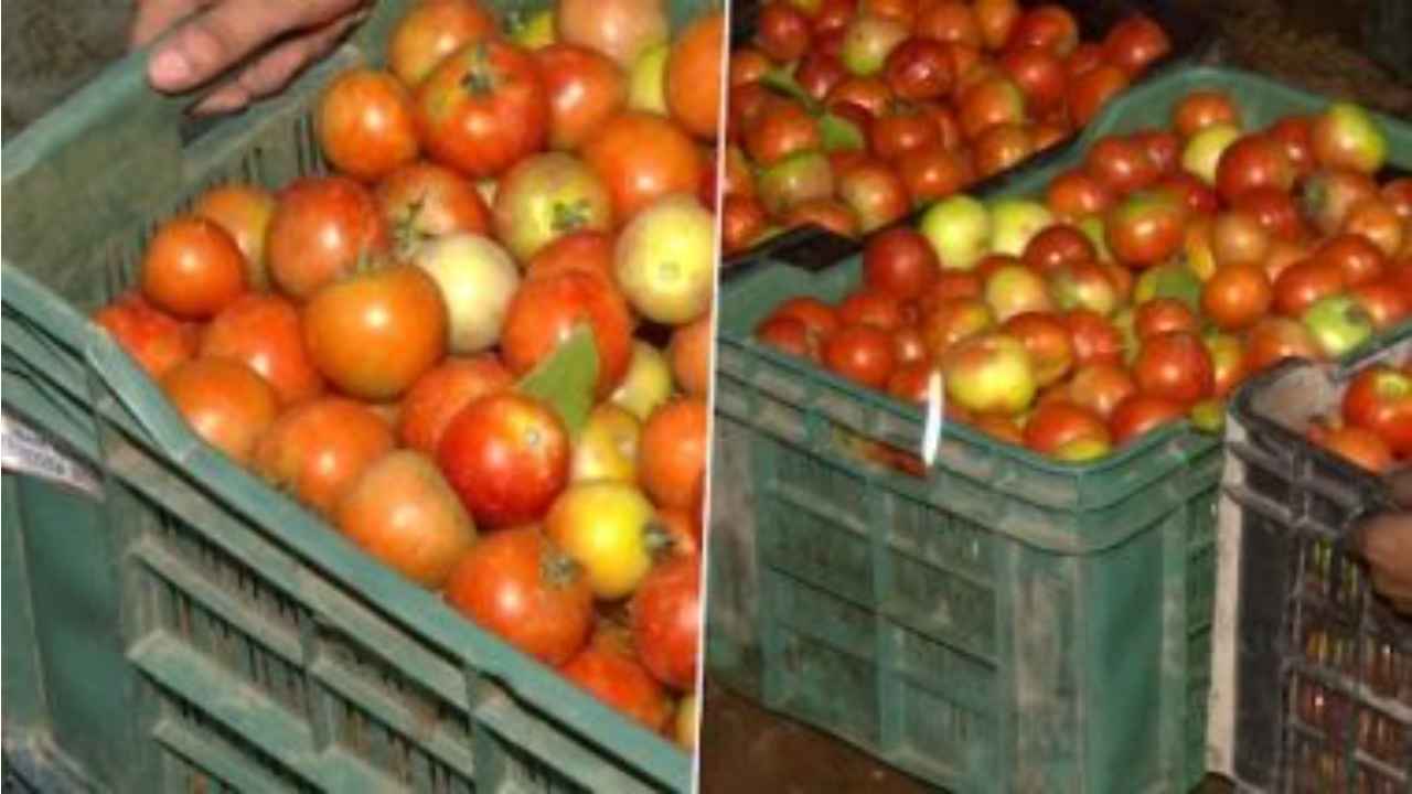 Government says prices of tomatoes are expected to stabilise in next 15 days, as prices hurt common man’s budget