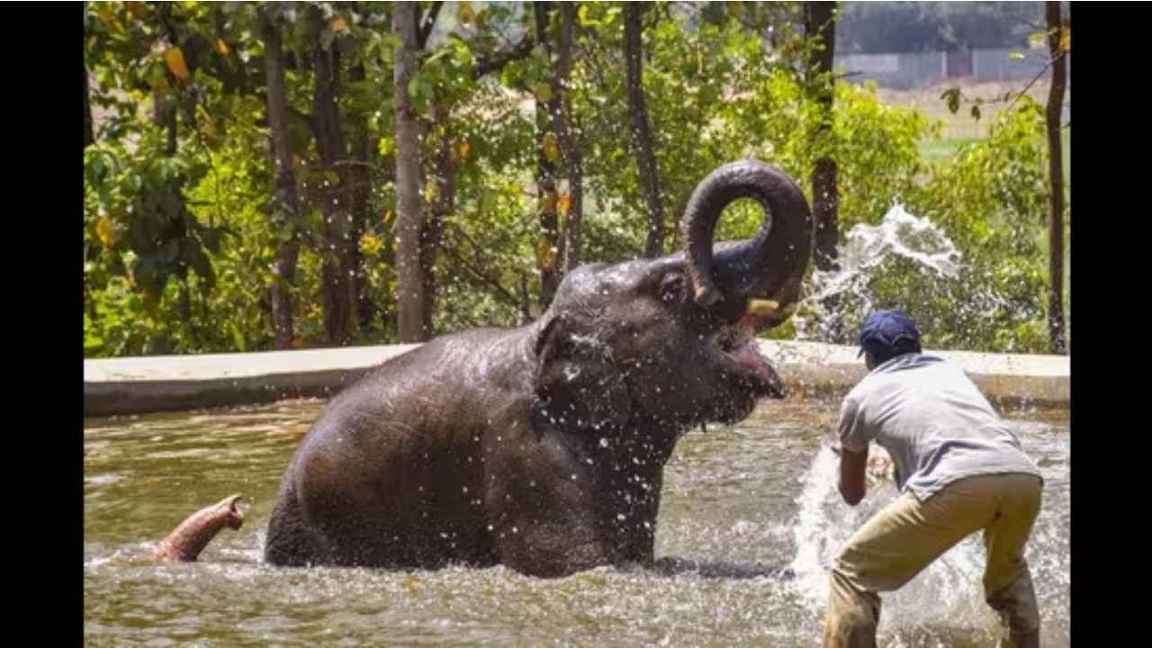 Bhubaneswar:  57 deaths in encounter with wild elephants in 2023