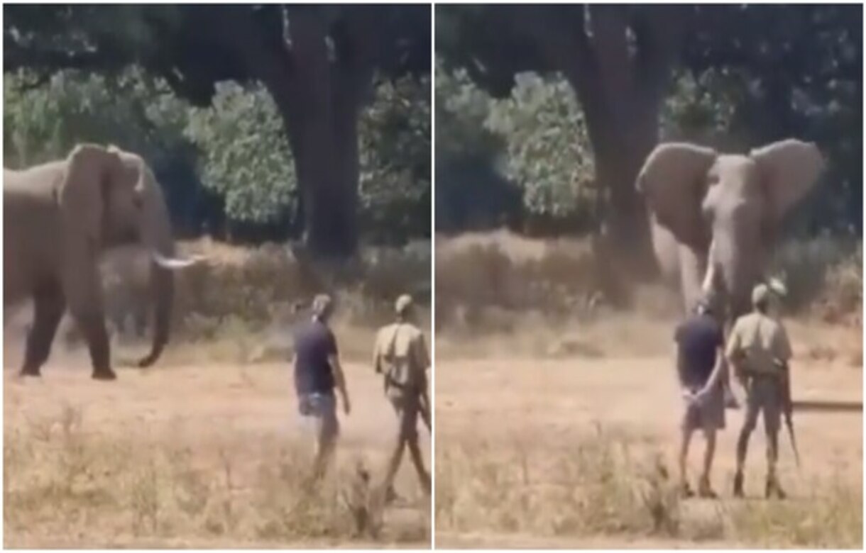 Man stops charging elephant