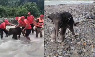 Watch: SSB personnel rescue baby elephant stuck in swollen river