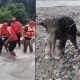 Watch: SSB personnel rescue baby elephant stuck in swollen river