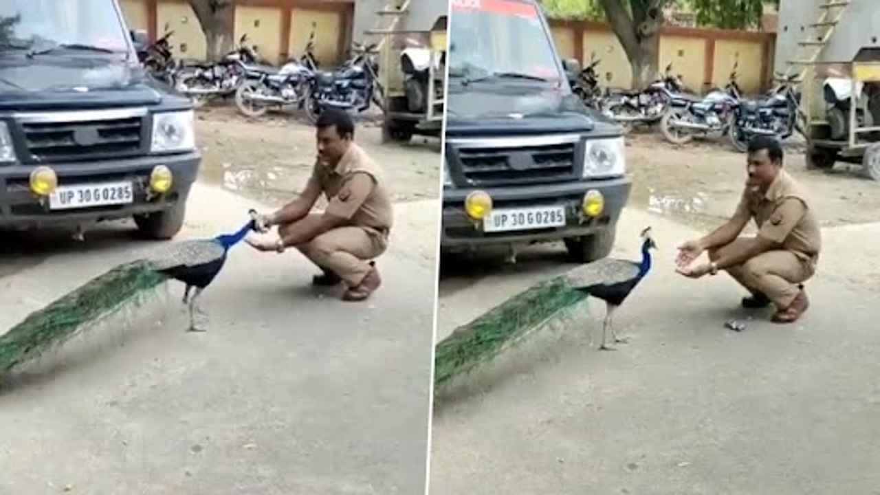 UP Police and Peacock