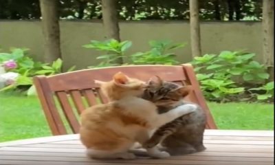 viral kitten video