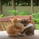 viral kitten video