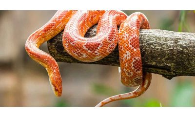 Happy World Snake Day 2023: All you wanted to know about snakes