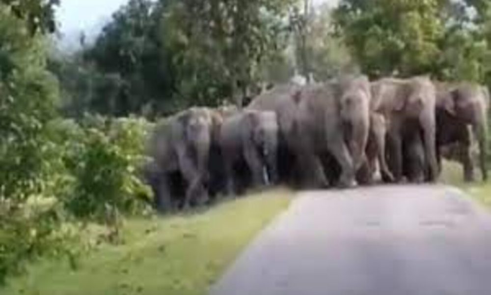 Elephants viral video