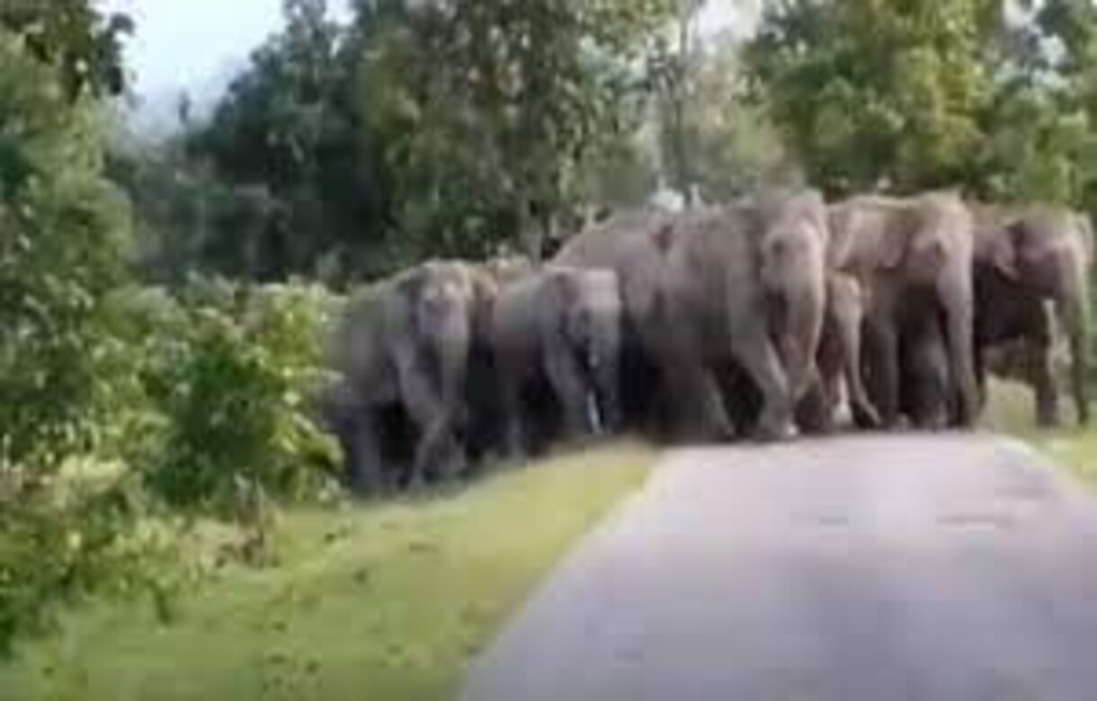 Elephants viral video