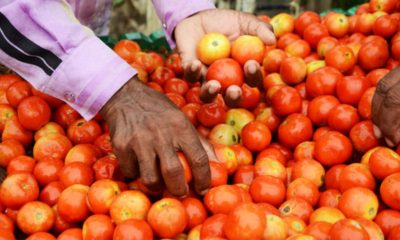tomato price reduced