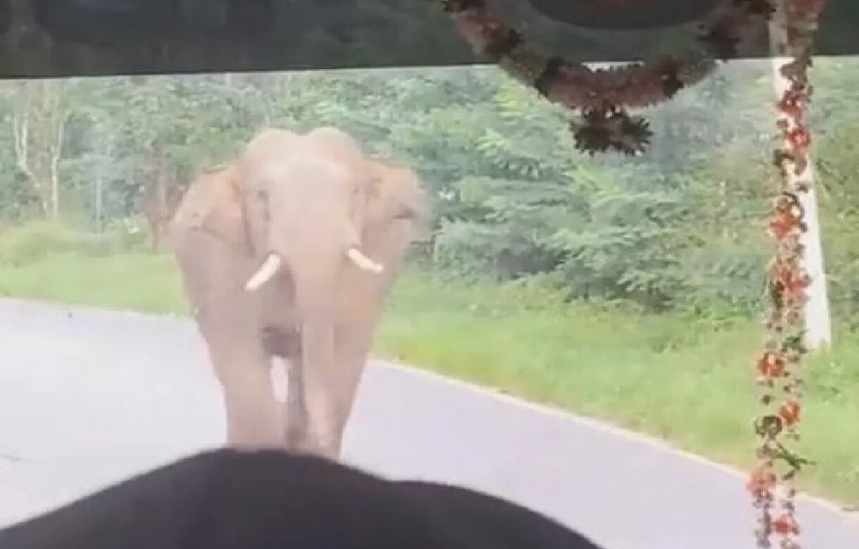 Elephant viral video