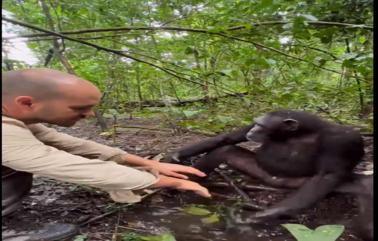 Viral: Chimpanzee washing a man's hand in the forest will leave you in awe | Watch video