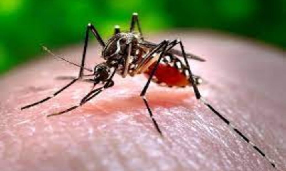 Dengue cases surge in Delhi