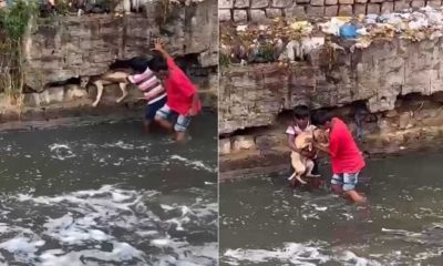 Young boys rescue dog