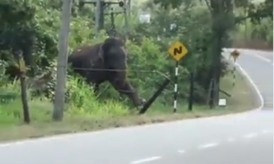 elephant viral video