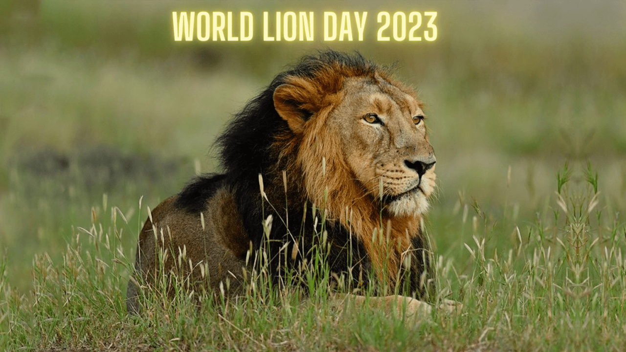 World Lion Day: Significance, interesting facts and types of lions