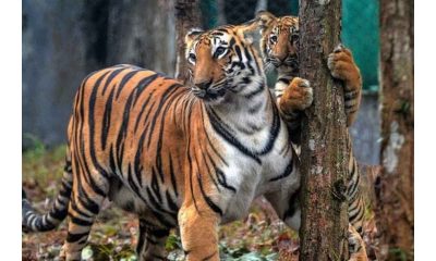 Tiger killed after being hit by a car in Maharashtra