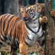 Tiger killed after being hit by a car in Maharashtra