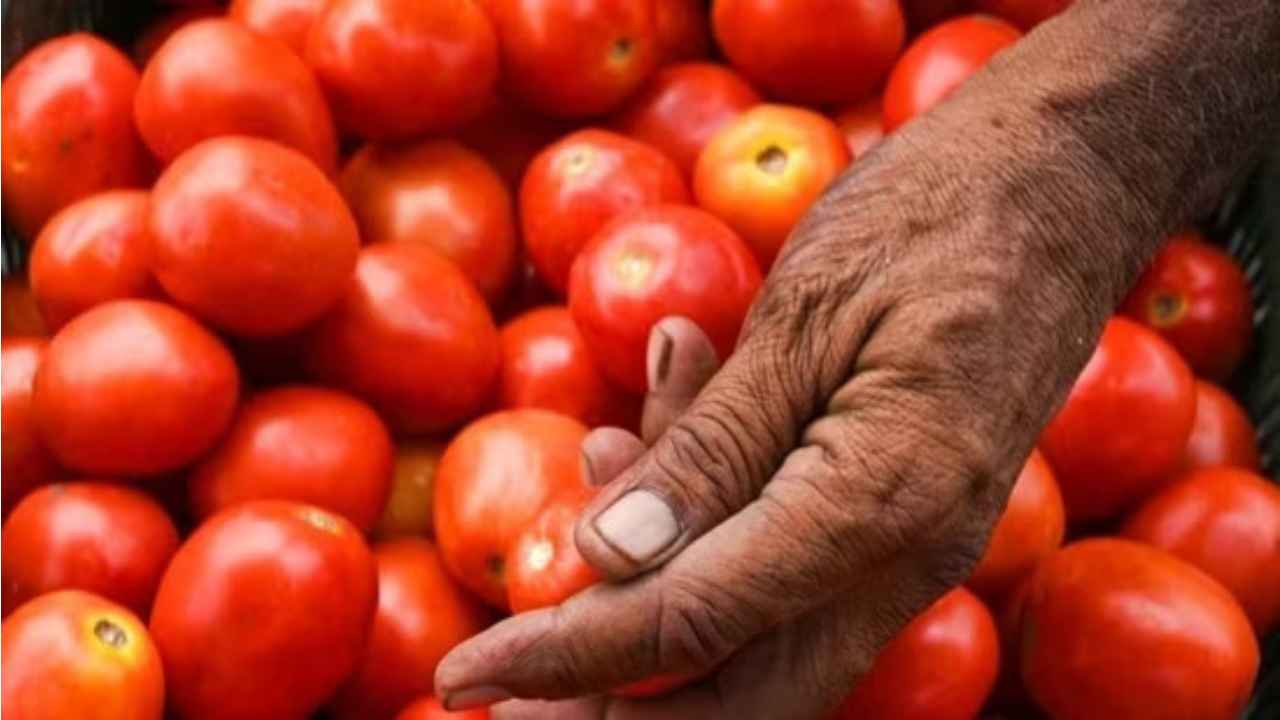 Tomato Sale: 71,500 Kg of Tomatoes sold for Rs 70 per Kg in Delhi