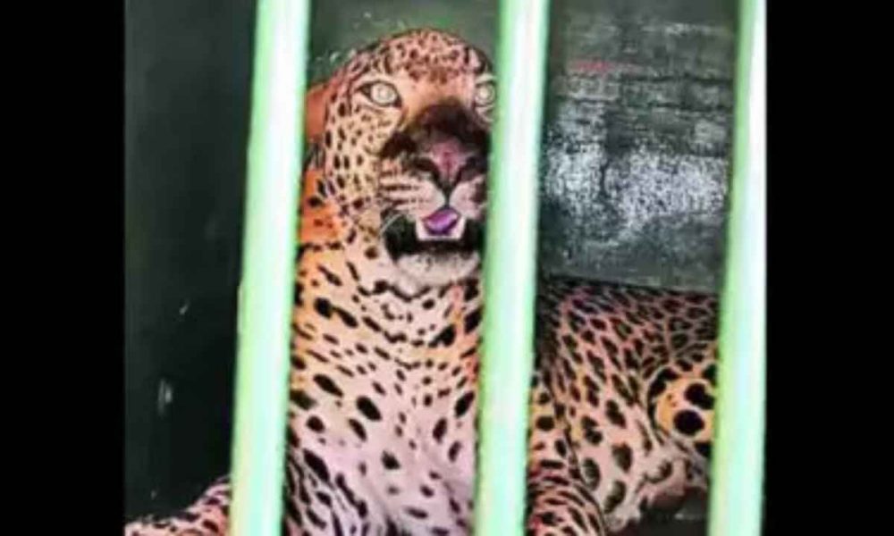 Leopard that killed six-year-old girl on way to Tirumala caught