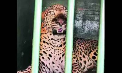 Leopard that killed six-year-old girl on way to Tirumala caught