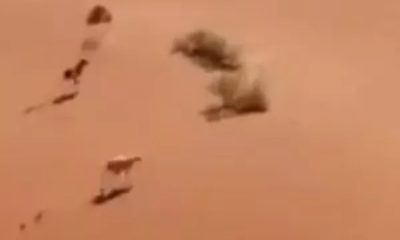 Viral: Wild dogs chase rabbit through a desert, netizens hail rabbit's trick