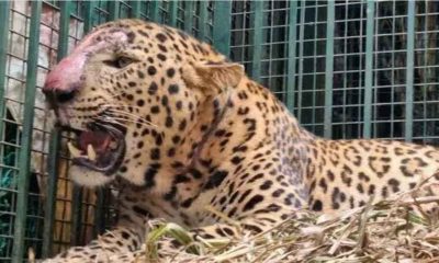 Man eater leopard that killed several people in Uttar Pradesh captured