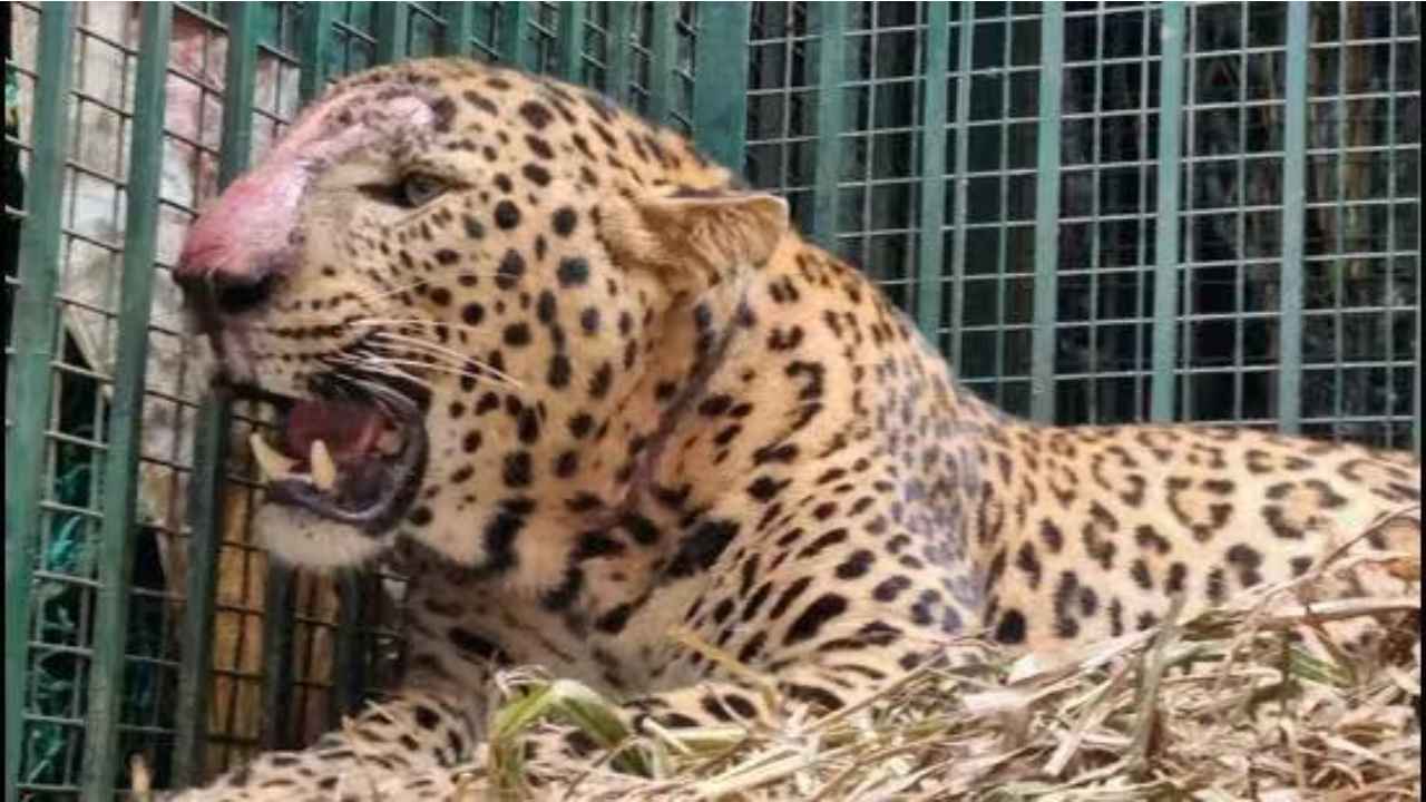 Man eater leopard that killed several people in Uttar Pradesh captured