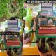 Viral: Mini garden in autorickshaw leaves social media users amazed | Watch video