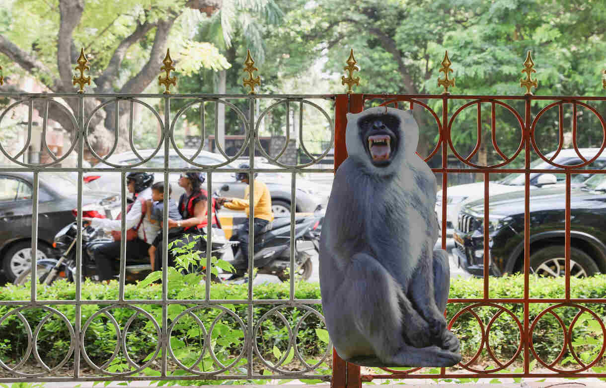 G20 Summit: Cutouts of langoors put up in Delhi to combat monkey menace
