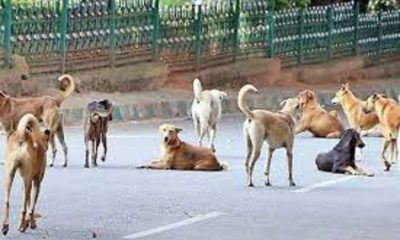 Uttar Pradesh: 15 bitten by stray dogs in Sitapur, CM Yogi Adityanath issues directives to forest department, district administration