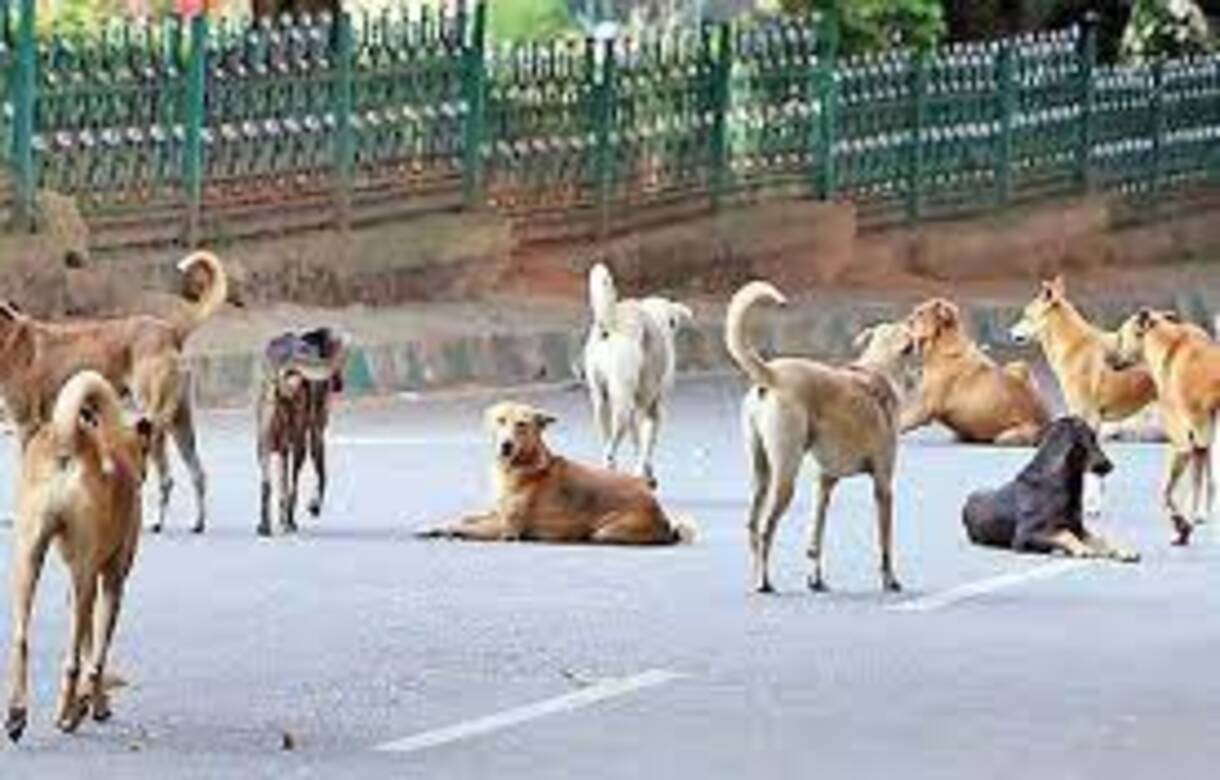 Uttar Pradesh: 15 bitten by stray dogs in Sitapur, CM Yogi Adityanath issues directives to forest department, district administration