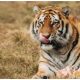 Tiger death toll reaches 10 in Nilgiris district, Tamil Nadu